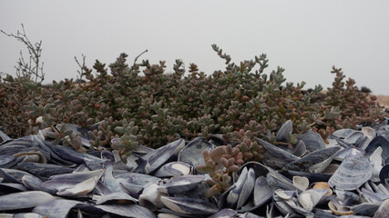 Close up of discarded black mussel shells in an aloe bush.