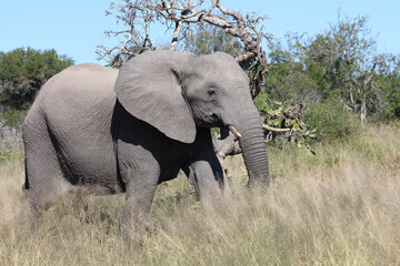 Afrikanischer Elefant / African elephant / Loxodonta africana