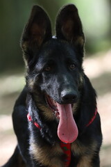 german shepherd dog portrait