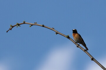 redstart on a branch