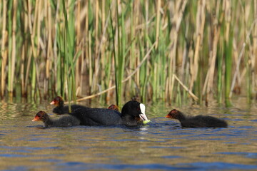 duck and ducklings