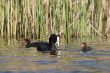 coot duck and its offspring, animals family
