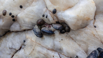 Close up of a cluster of black mussels on a rock.