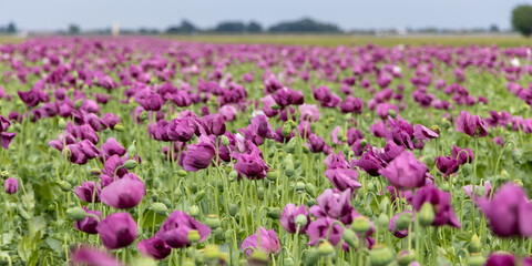 Papaver somniferum, commonly known as the opium poppy. Agricultural field in Serbia