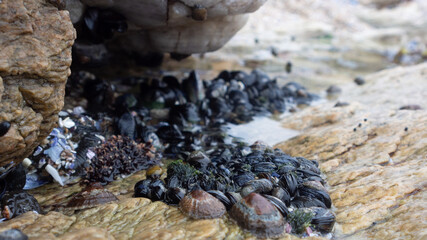 Close up of a cluster of black mussels on a rock.