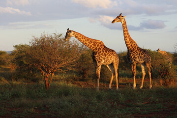 Giraffe / Giraffe / Giraffa camelopardalis