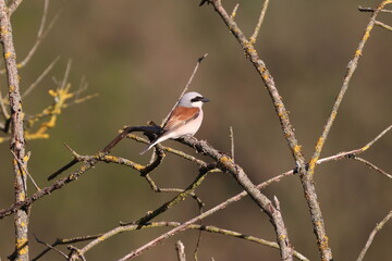 gander bird-red shrike shrike