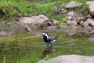 White wagtail in puddles