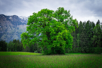 Landschaftsbild aus Österreich mit einem saftig grünen Eichenbaum 