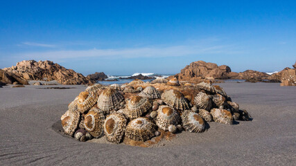 Close up of a cluster of argenville's limpets, which is endemic to the west coast of South Africa and Namibia