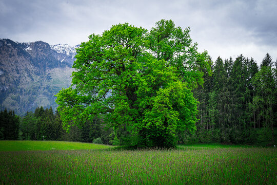 Landschaftsbild aus &Ouml;sterreich mit einem saftig gr&uuml;nen Eichenbaum 