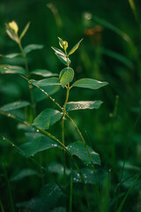 Green Fern