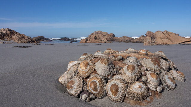 Close up of a cluster of argenville's limpets, which is endemic to the west coast of South Africa and Namibia.