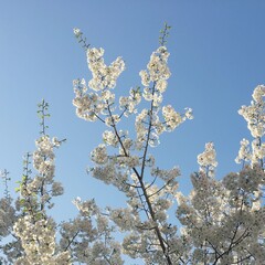 blooming tree