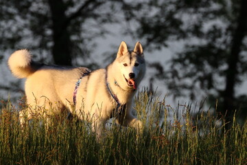 white dog in the woods, husky