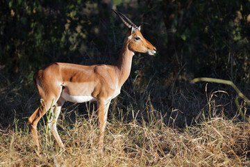 Schwarzfersenantilope / Impala / Aepyceros melampus