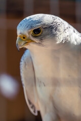Close-up of a bird of prey sitting behind the bars of a cage