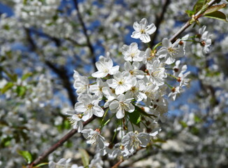 white apple tree flowers in spring