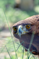 Golden eagle, portrait of a bird. Keeping birds of prey in captivity.