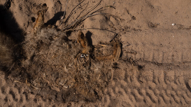 Roadkill. Top view of flattened jackal on sand road. The animal's head is disfigured and tire tracks are visible in the sand.