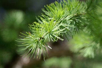 Needles of a Dahurian larch, Larix gmelinii