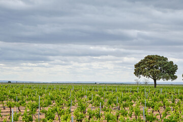 Fototapeta na wymiar Green vineyards landscape in La Mancha