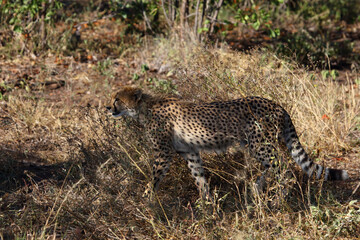 Gepard / Cheetah / Acinonyx jubatus.