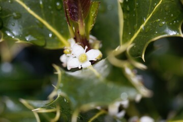 Flowers of a common holly, Ilex aquifolium