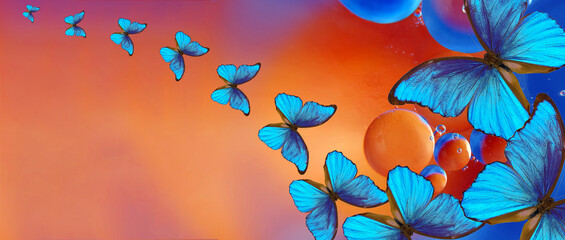 blue tropical morpho butterflies on abstract blurred background.