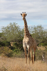 Giraffe / Giraffe / Giraffa camelopardalis..