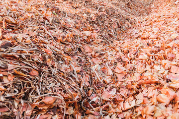 Dry organic remains of vegetable peelings.
