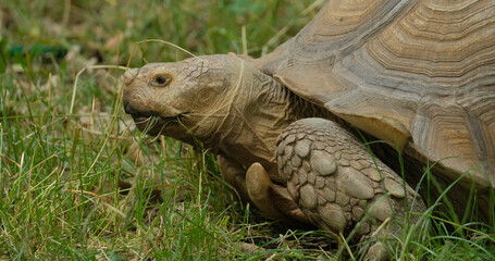 close up of African spurred tortoise or Centrochelys sulcata on the green grass	