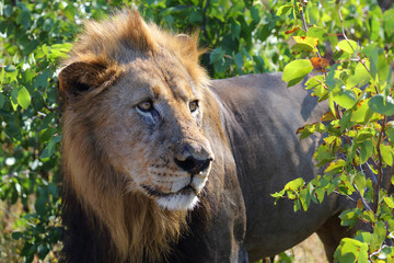 Afrikanischer Löwe / African lion / Panthera leo.