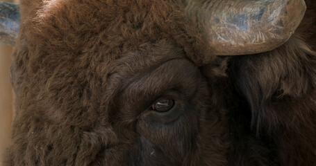 Close up picture of Bison - obrazy, fototapety, plakaty