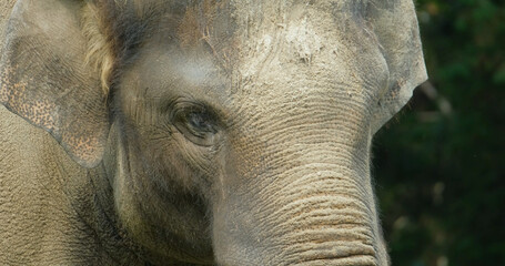 	
close up of elephant