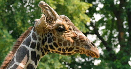 Close up portrait of giraffe 