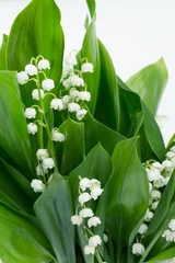  Konwalie majowe, kwitnące białe kwiaty, z zielonymi liśćmi, na białym tle © Joanna
