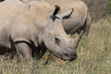 Fototapeta premium Breitmaulnashorn / Square-lipped rhinoceros / Ceratotherium Simum