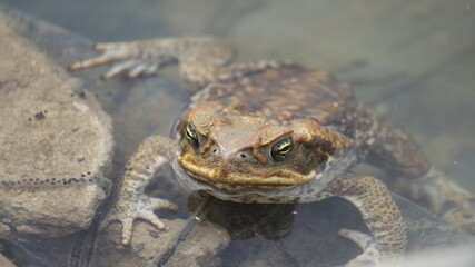 The cane toad (Rhinella marina), sometimes known as the 