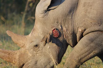 Gardinen Nashorn Breitmaulnashorn und Rotschnabel-Madenhacker / Square-lipped rhinoceros and Red-billed oxpecker / Ceratotherium Simum et Buphagus erythrorhynchus.  © Ludwig
