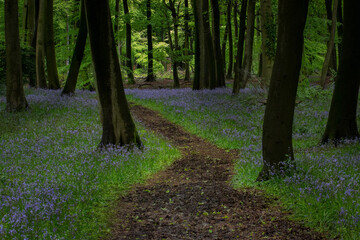 Obraz premium Trail through bluebell woodland