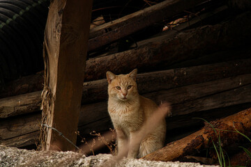 Naklejka premium gato callejero en el bosque