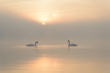 swans