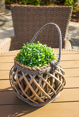 Fototapeta na wymiar Decorative wooden basket with green plant on outdoor table