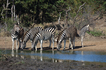 Fototapeta na wymiar Steppenzebra / Burchell's zebra / Equus burchellii...