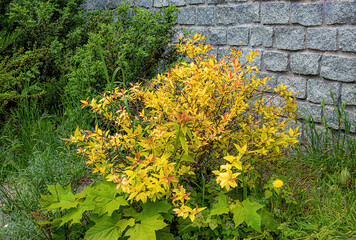 Bush with yellow leaves growing near other green plants and brick wall