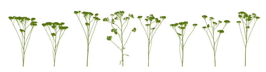 Wild grass - green flowering herb isolated on white - natural plant - herbal set - obrazy, fototapety, plakaty