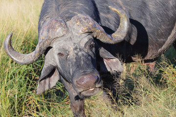 Obraz premium Kaffernbüffel / African buffalo / Syncerus caffer