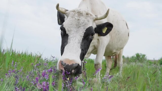 Black and White Dairy Cow Eats Green Grass and Wildflowers in Meadow, Slow motion.  Cattle in Pasture