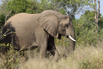 Fototapeta premium Afrikanischer Elefant / African elephant / Loxodonta africana